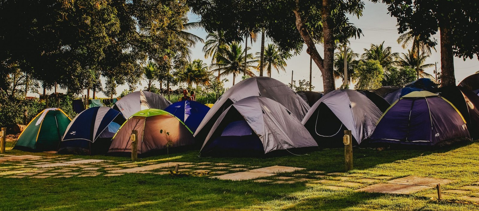 Multiple camping tents arranged beneath large trees in a shaded campground with palm trees in the background.